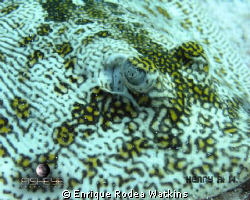 Ray Eye, at Akumal, Riviera Maya, Mex.
"Wired Eye" by Enrique Rodea Watkins 